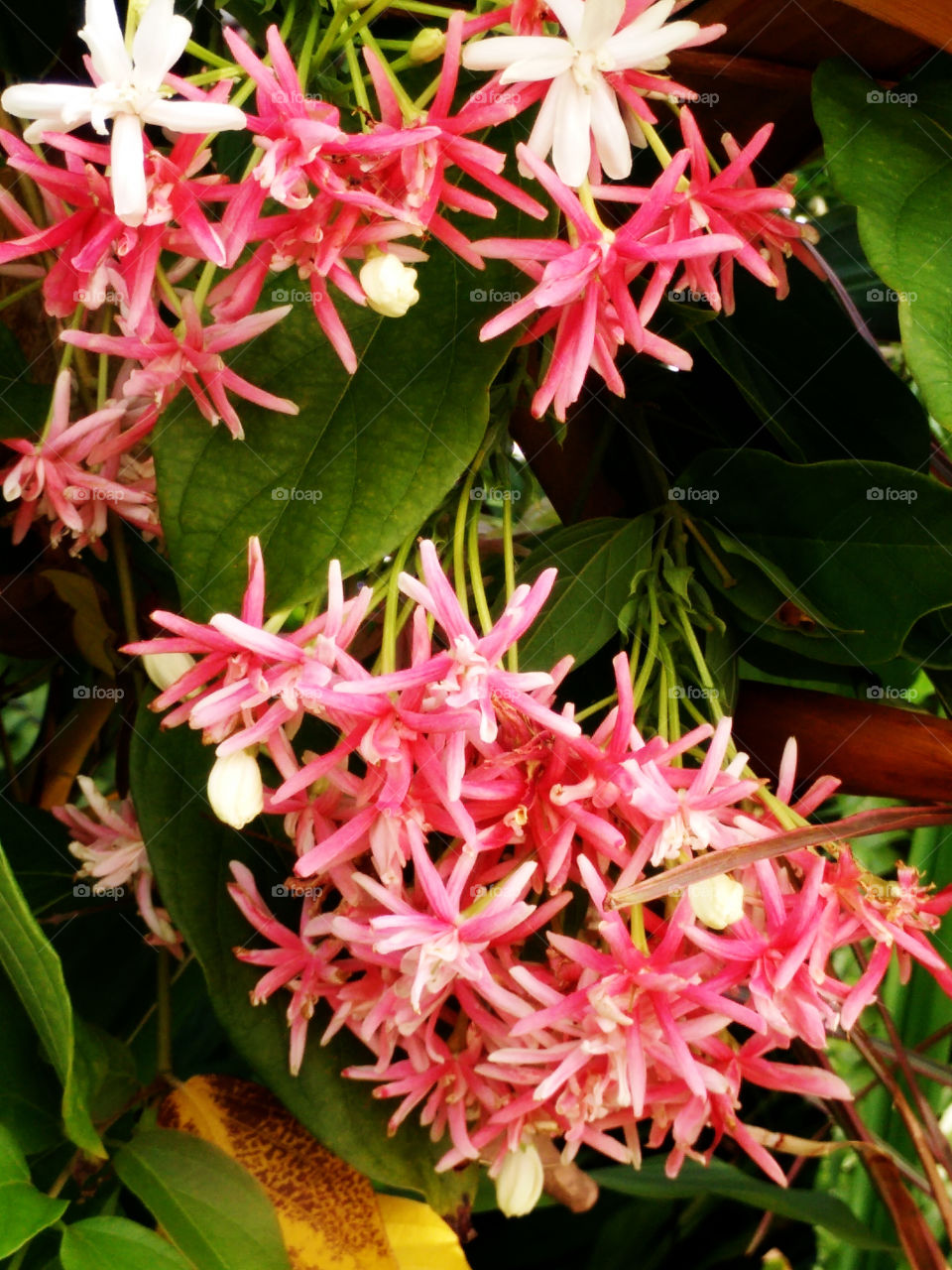 Rangoon creeper. The Rangoon creeper in the garden
