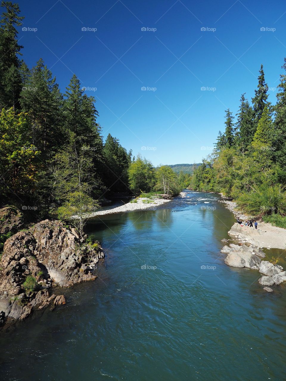 The rocky and rugged shores of the Middle Fork of the Willamette River near Oakridge Oregon filled with trees transitioning to their fall colors on a beautiful sunny day.