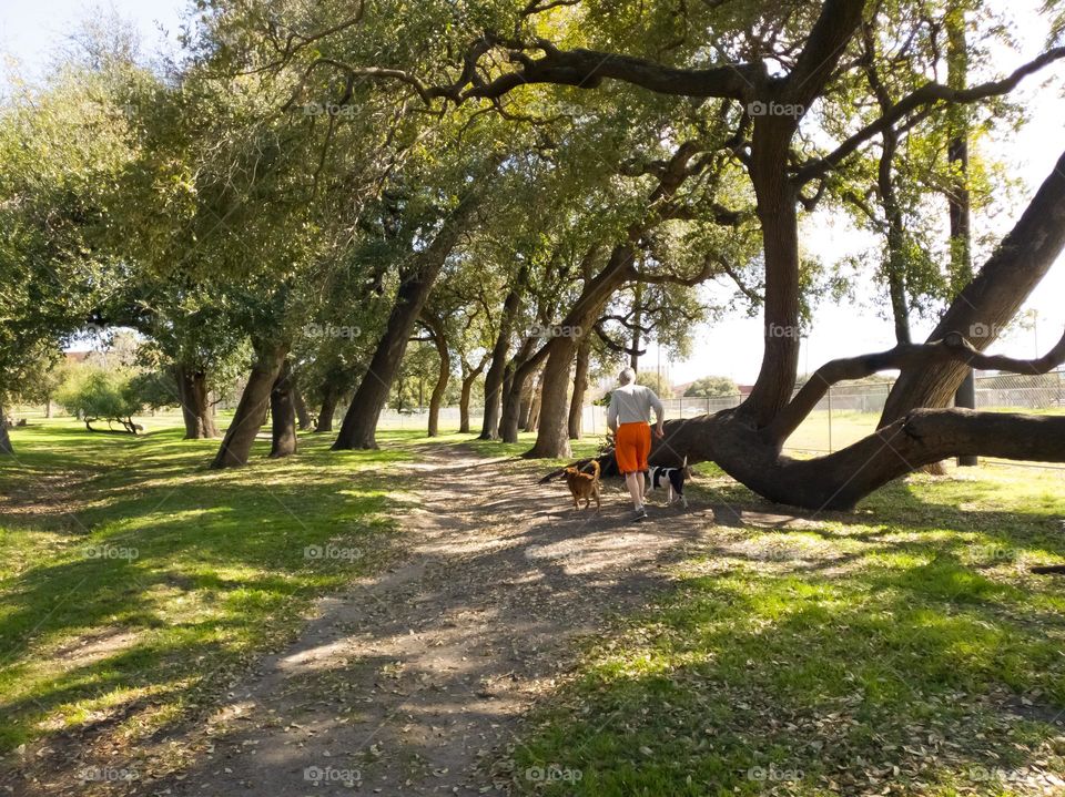 Elderly man walking his two dogs at a city park.