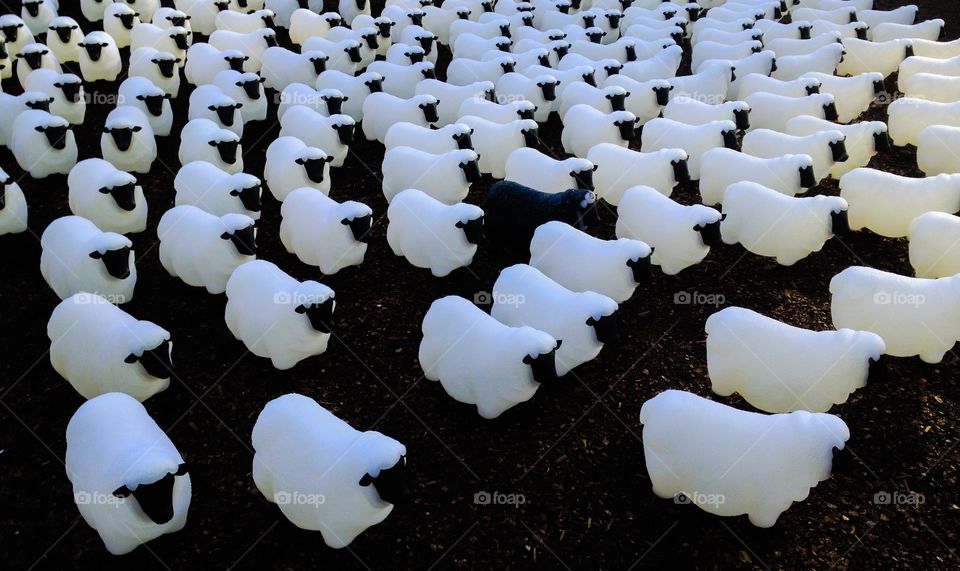 Sheep. Plastic sheep