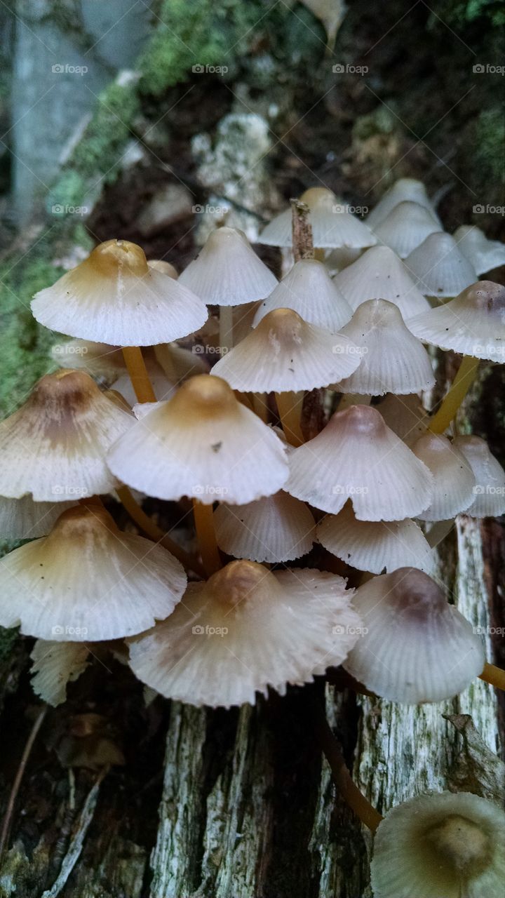 Mushrooms