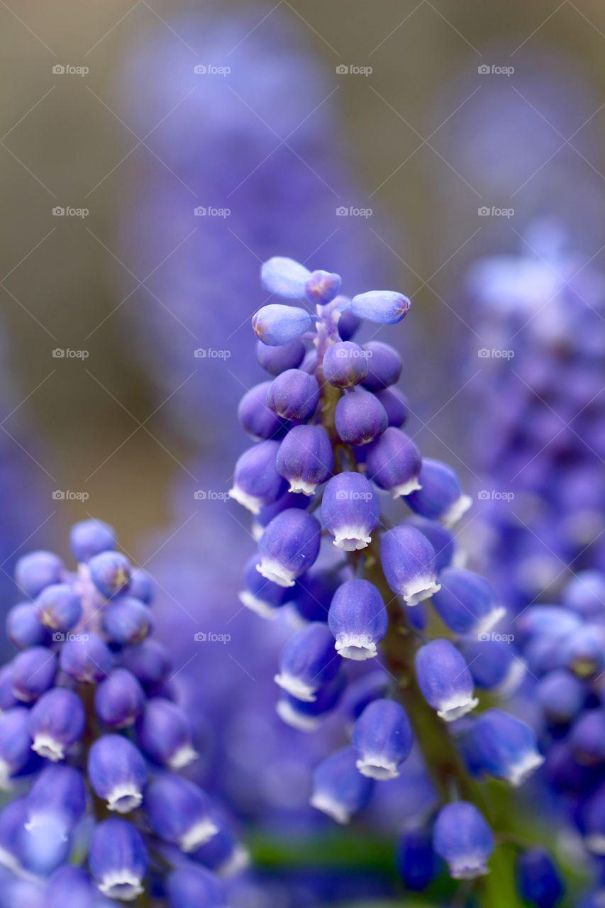 Grape Hyacinth Blossoms 2