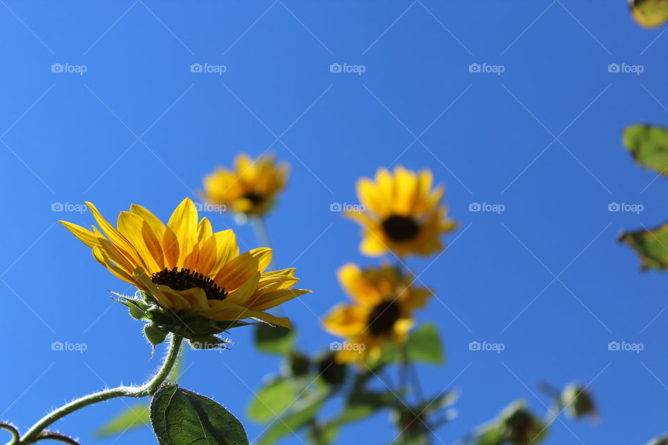 Sunflower with blue sky in background