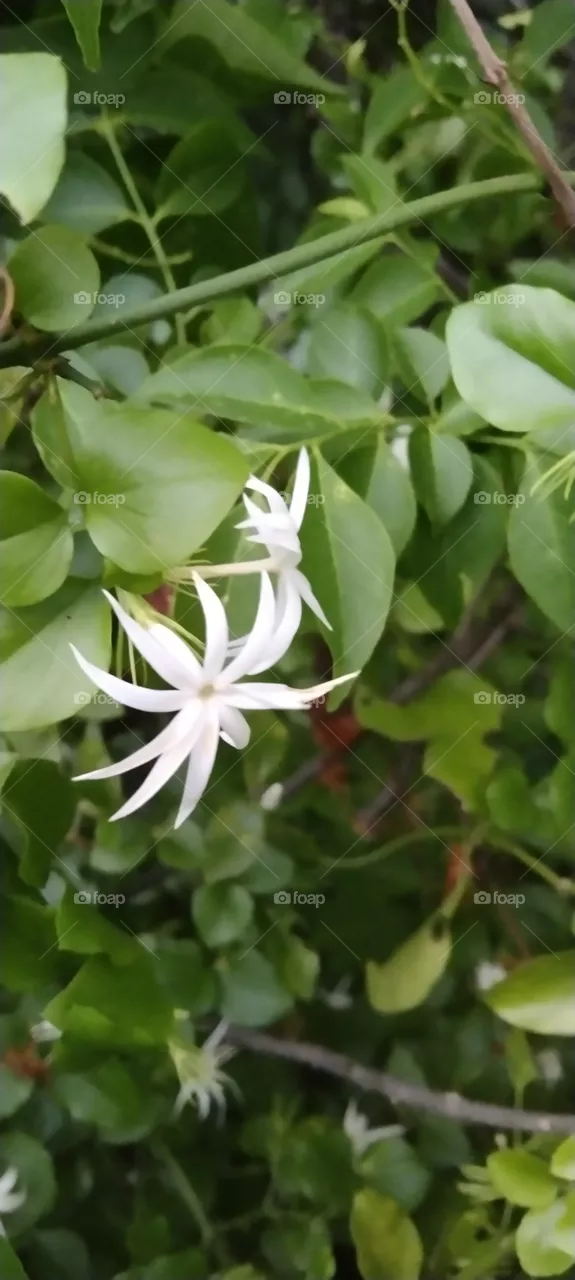 flower