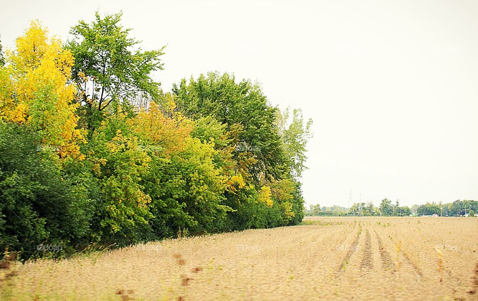 Autumn cornfield