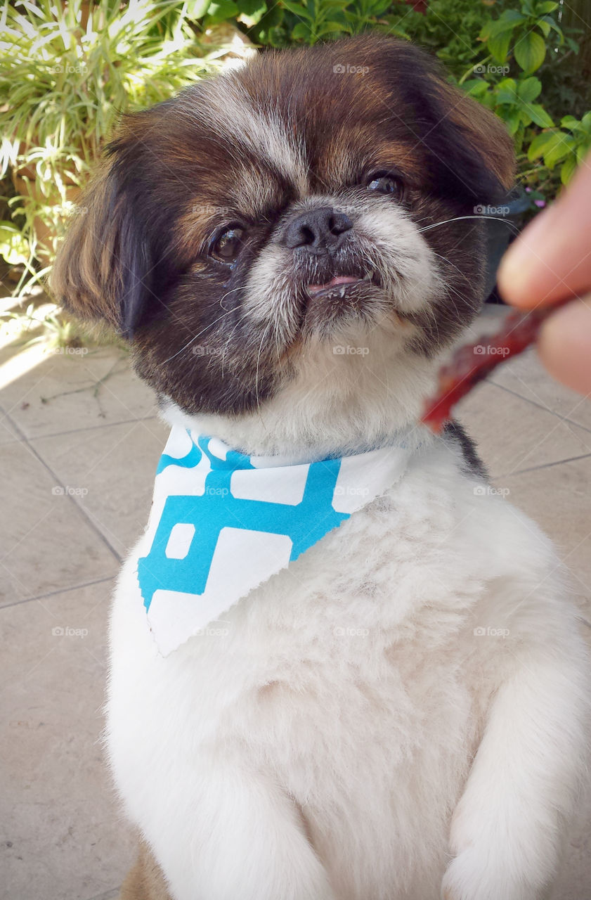 Pekingese Dog, patiently waiting for his treats, concentrating