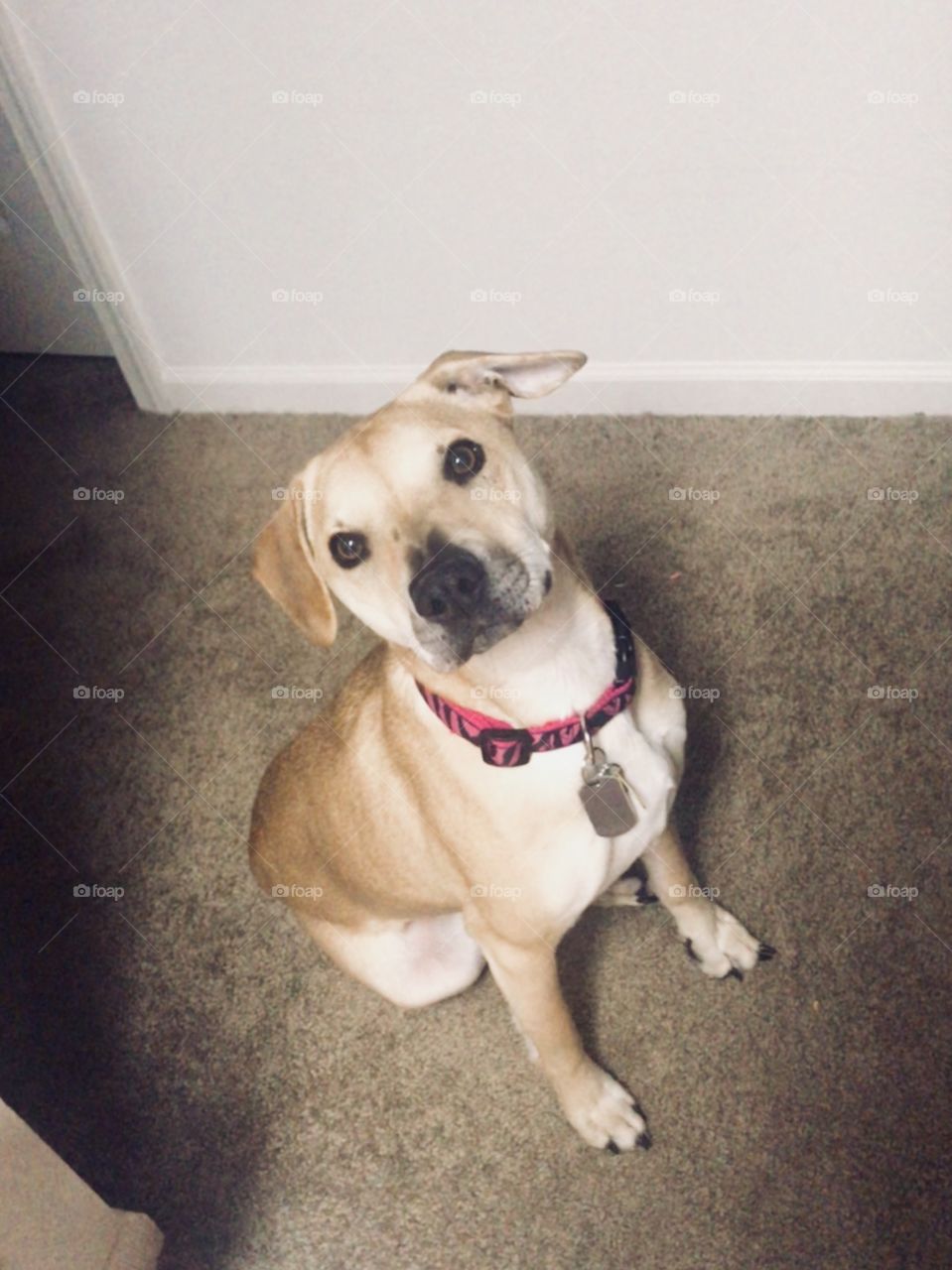 Bella sitting and posing for a photo. 