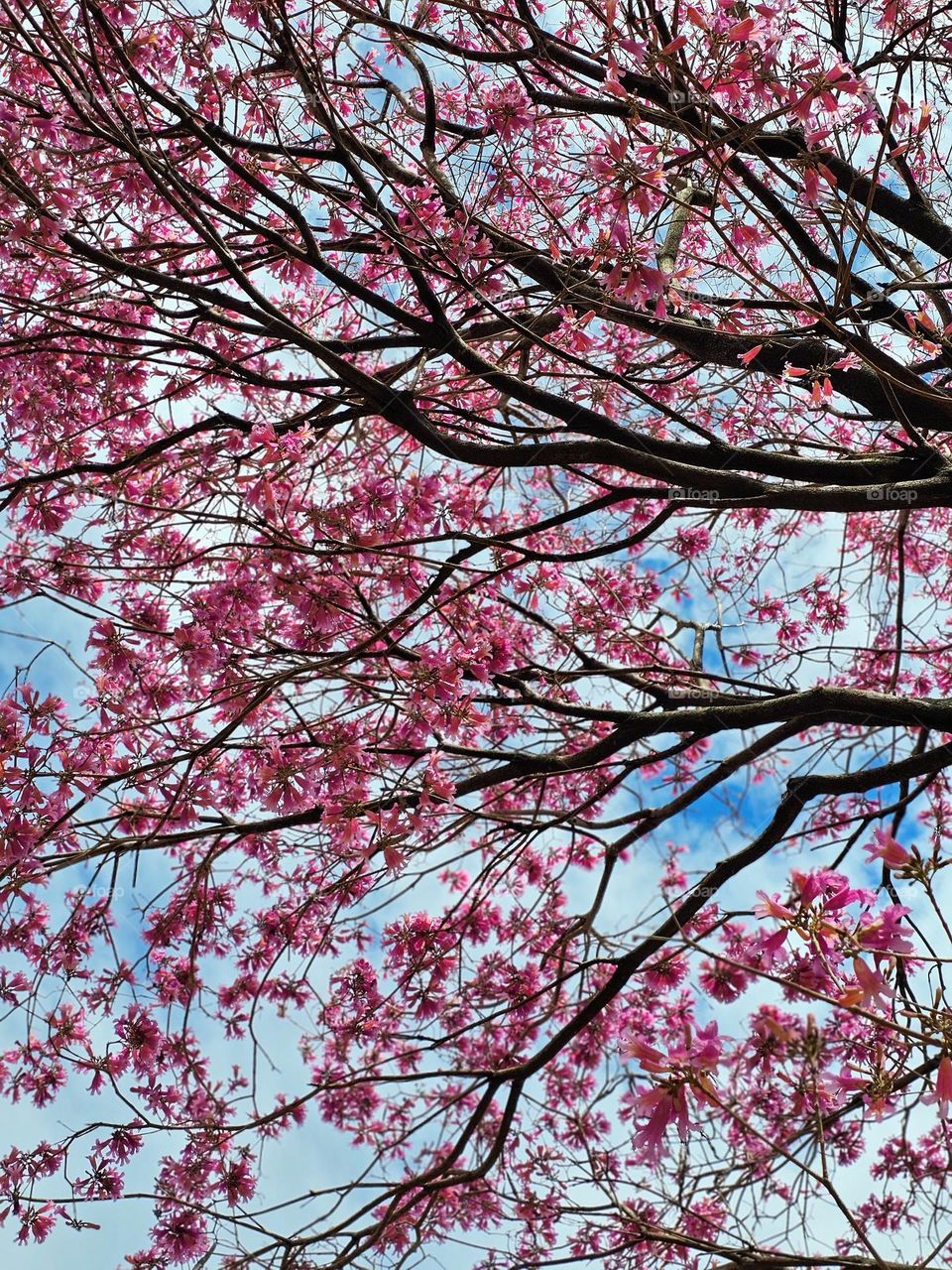 This gorgeous tree has pink flowers. The name? Lapacho. It warms the heart as you look up through its branches towards the blue sky and sunshine.