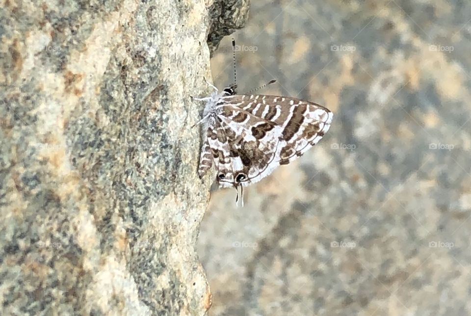 Small butterfly in camouflage. 
