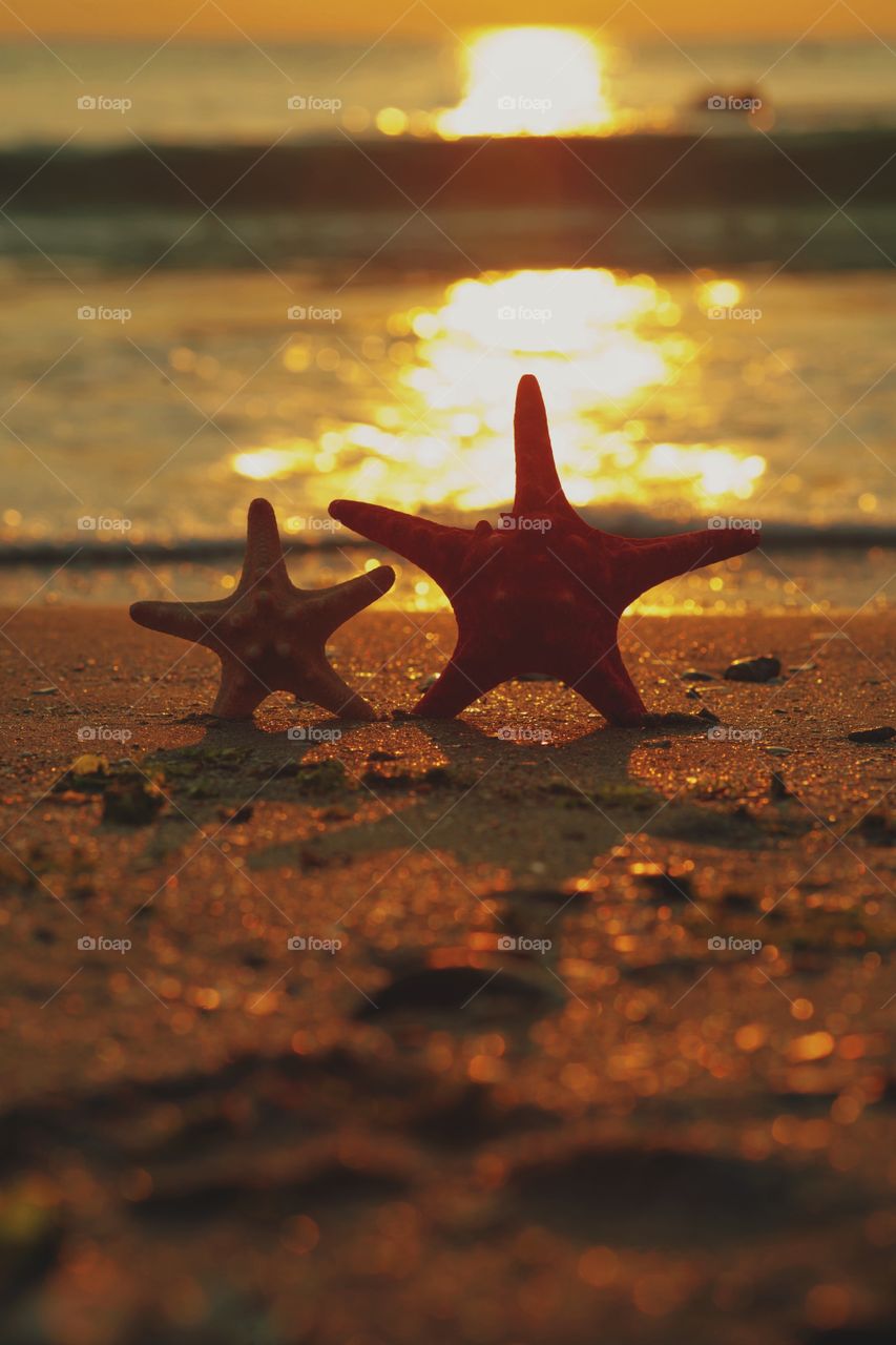 Close-up of starfish at beach