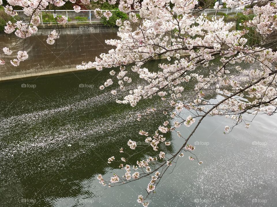 Cherry blossoms along Meguro River, Tokyo. Spring 2017. 