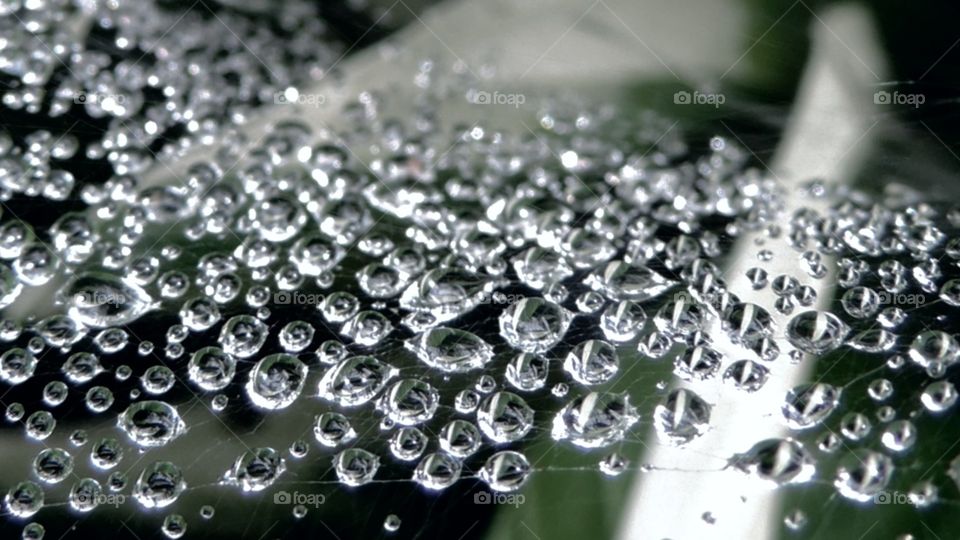 Web Drops. raindrops like crystals