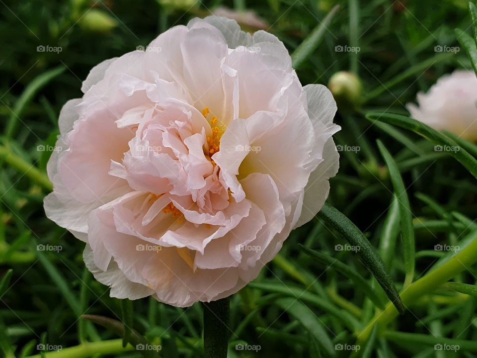 my beautiful Portulaca grandiflora