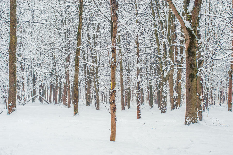 Forest in every season