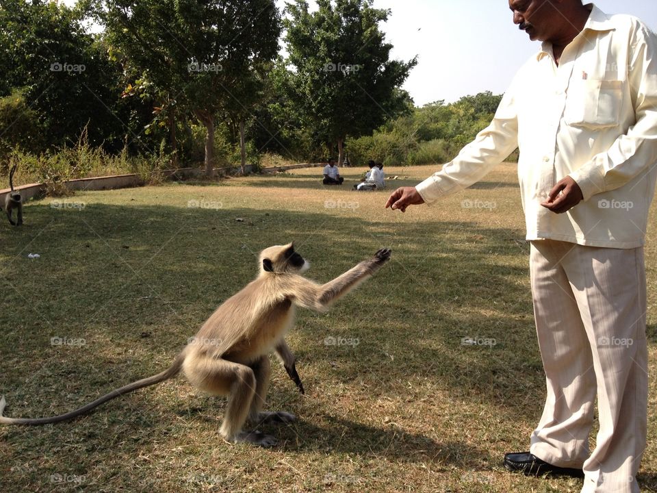 Monkeys in Delhi park 