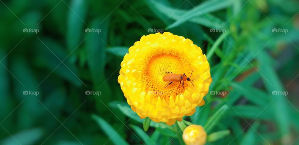 yellow flower. beautuful flower.