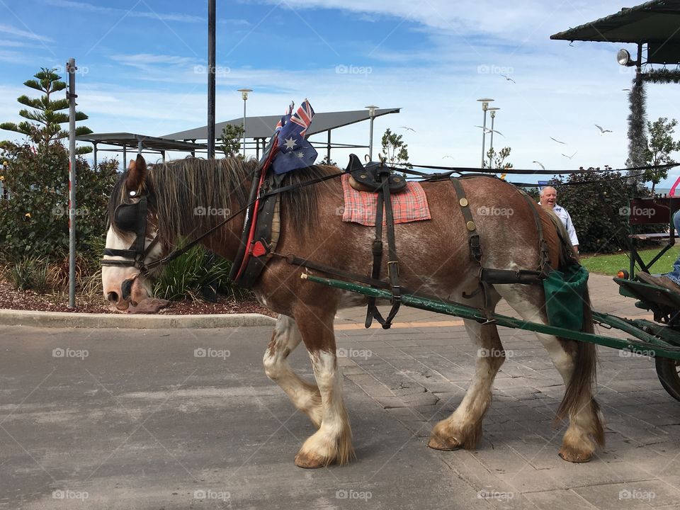 Clydesdale horse and trolley cart