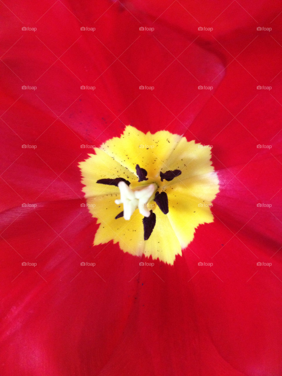 Tulip in Seattle close up