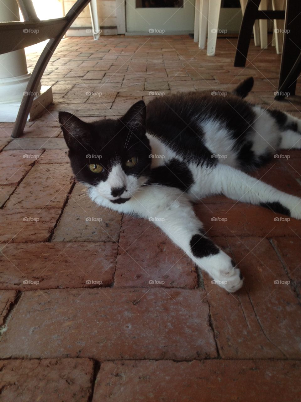 Cats know how to relax