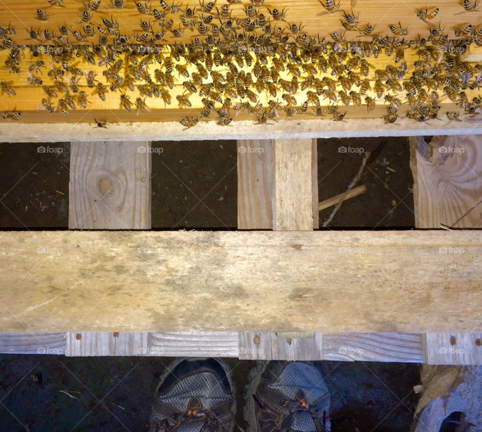 To Bee or not to Bee...