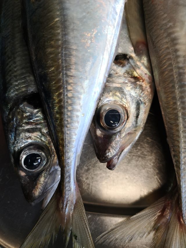 Fish