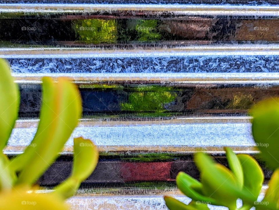 Bright and beautiful succulents in summer reflections.