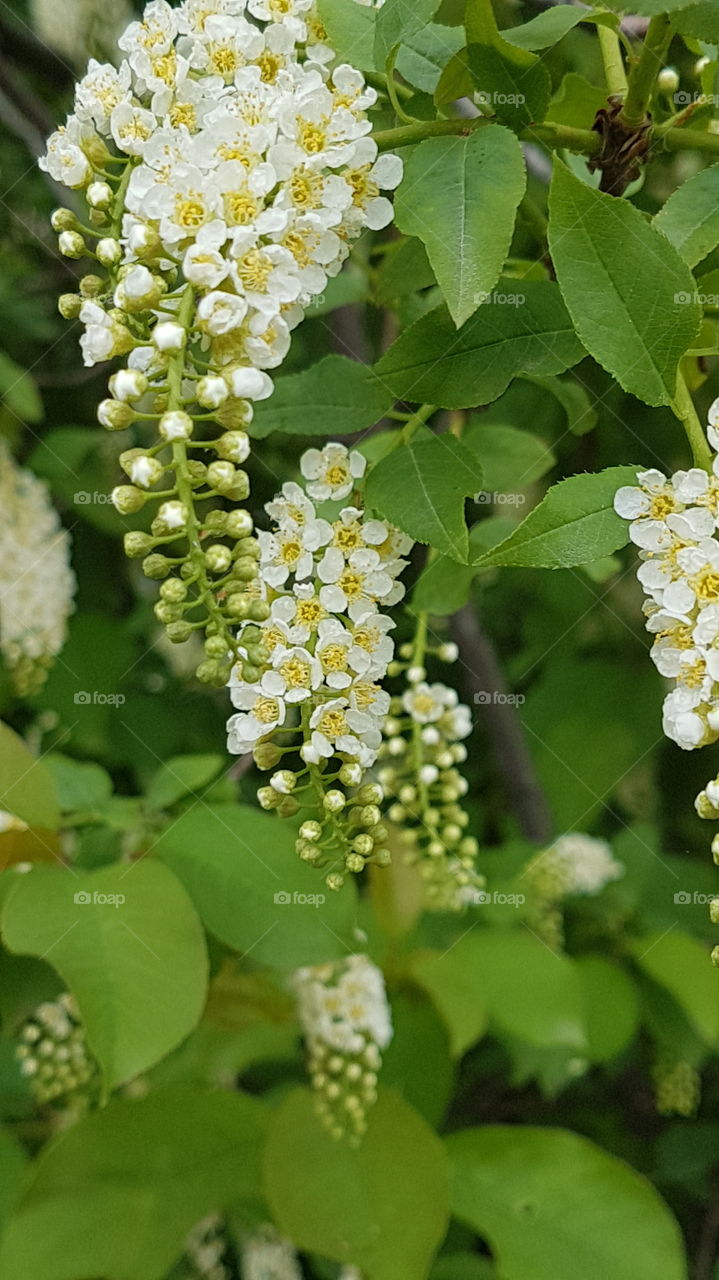 white flowers in a garden