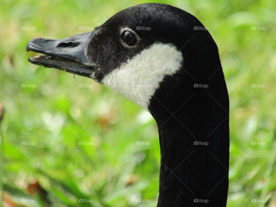 portrait of a canda goose