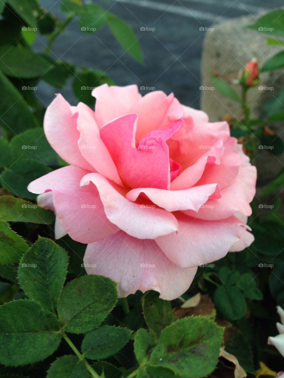 Pink Rose