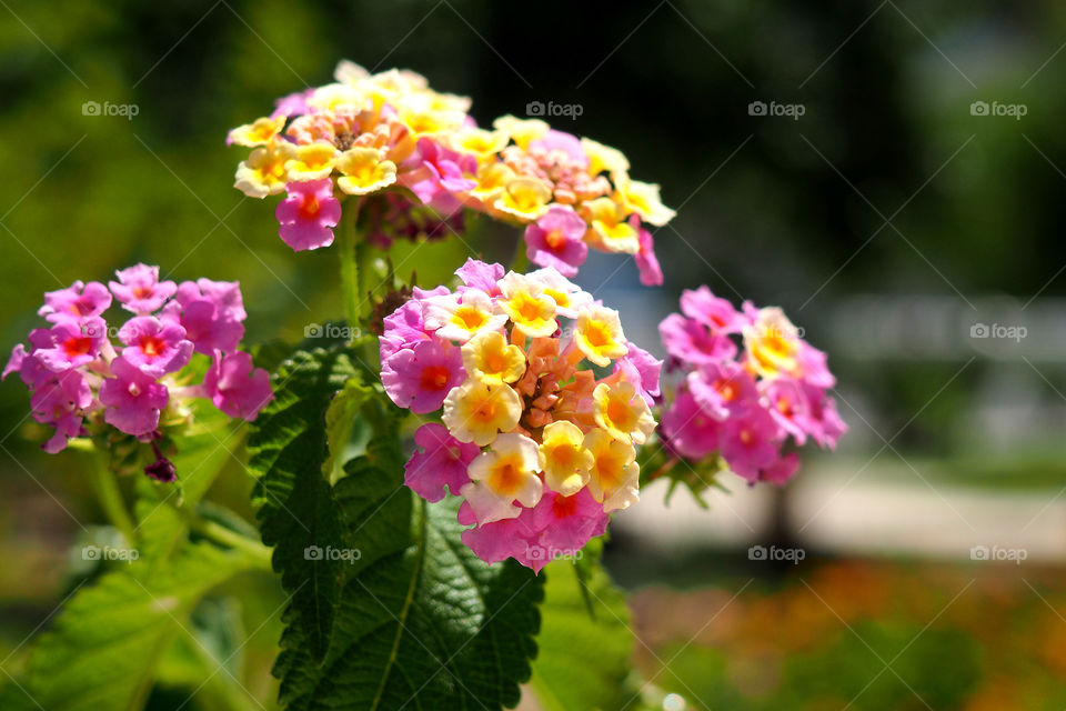Fresh flowers blooming in tree