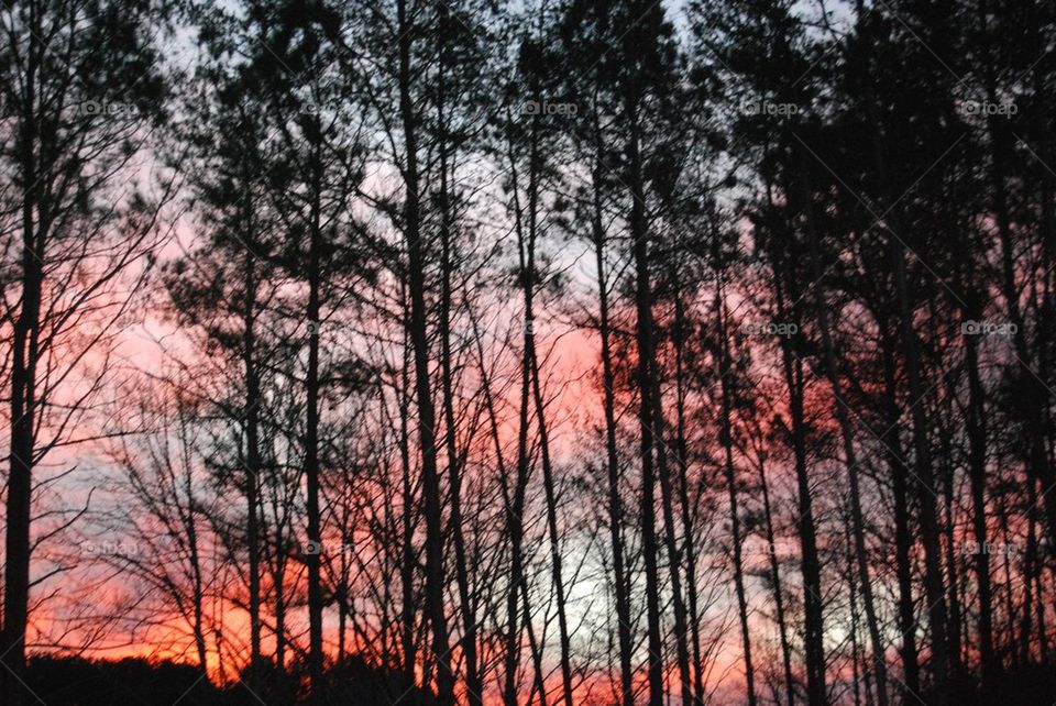 Sunset behind the trees