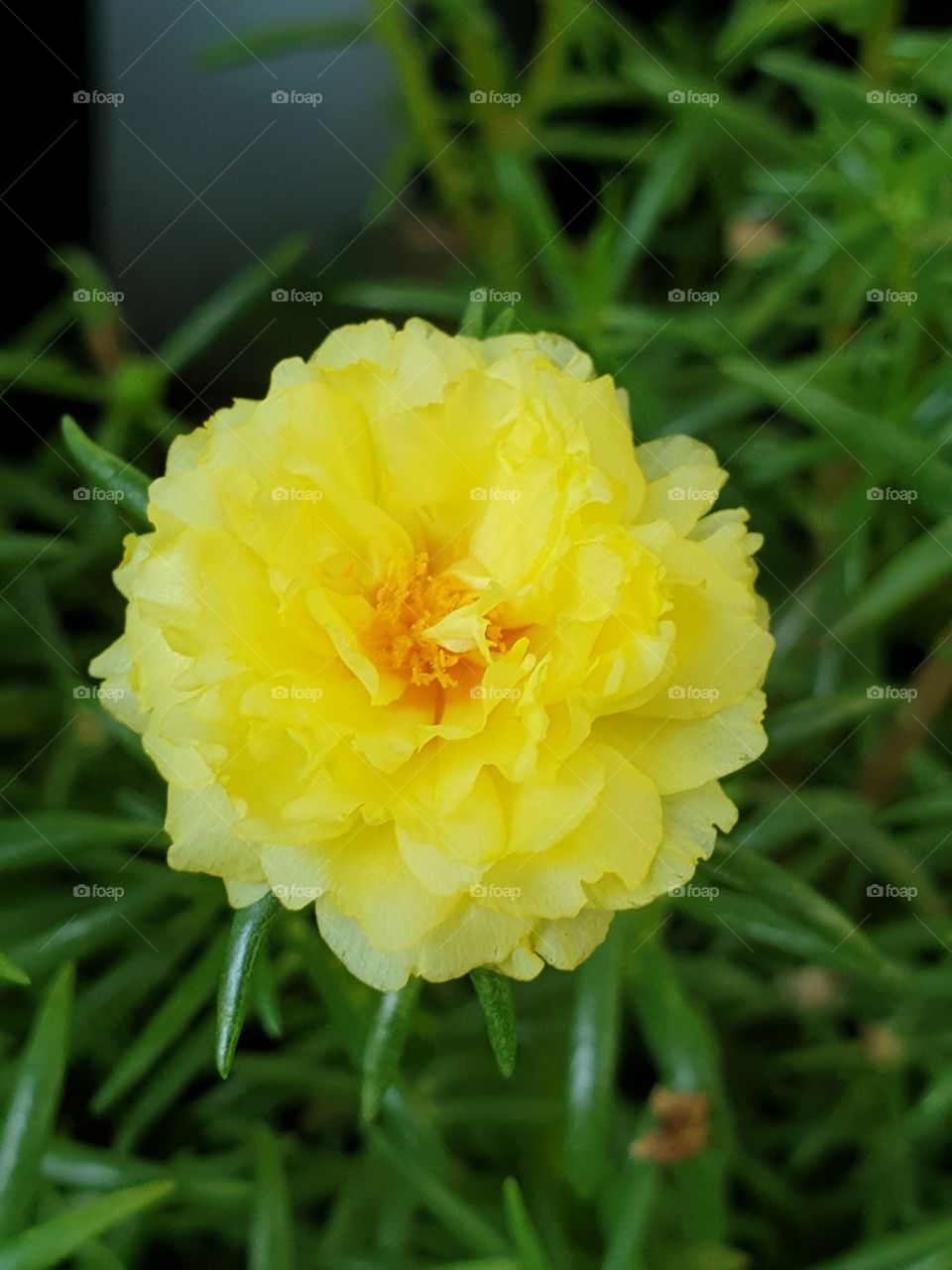 the portulaca grandiflora