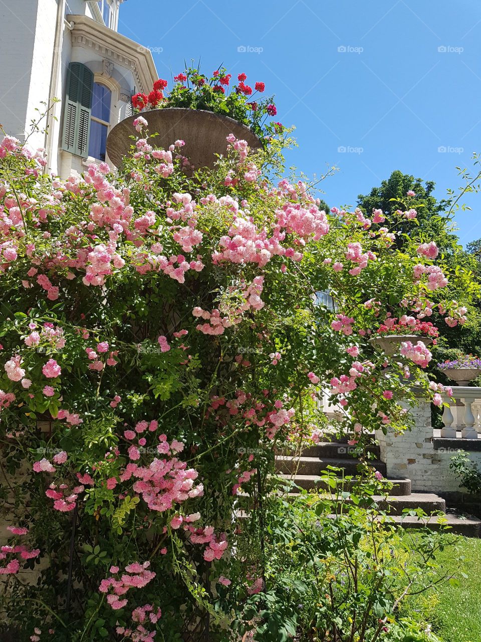 Stanning rose plant in bloom