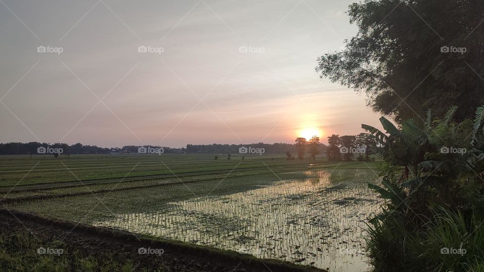 Rice field in Java Indonesia