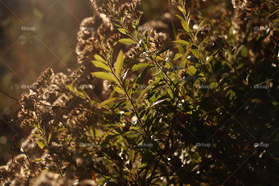 The way sunlight makes everything glow is so satisfying 