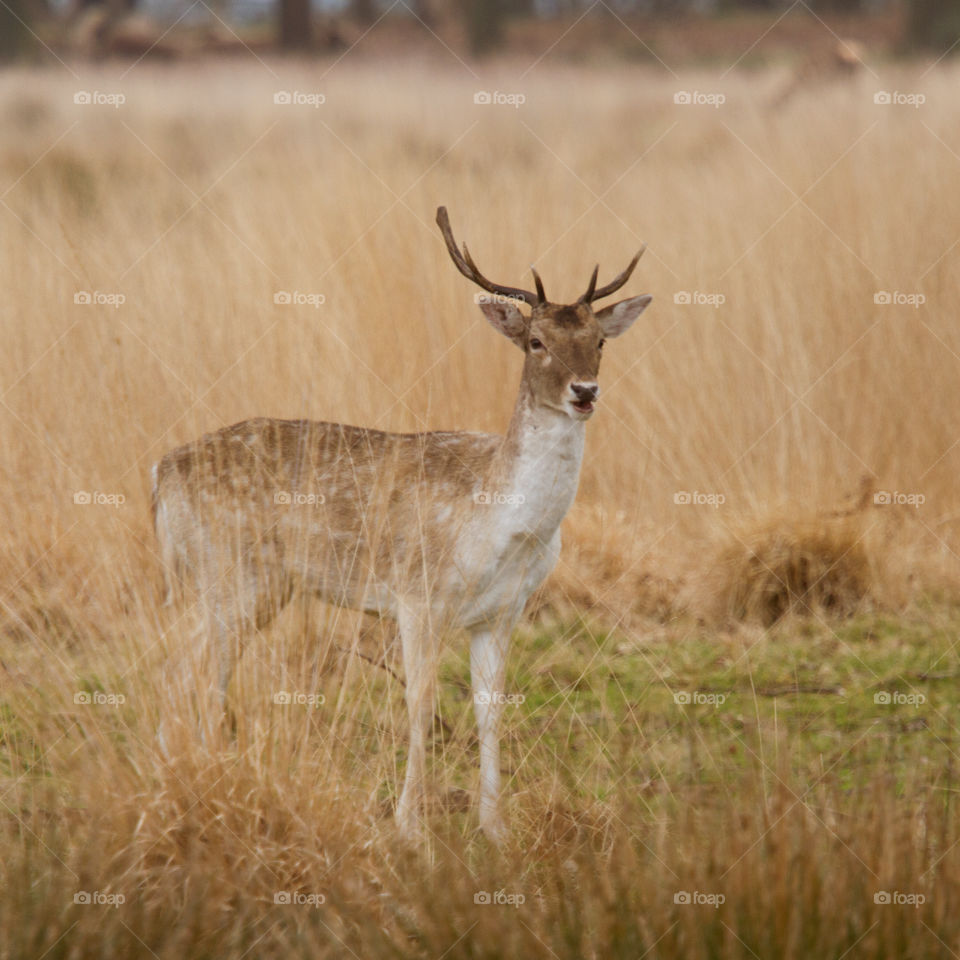 Deer, Mammal, Wildlife, Grass, Buck