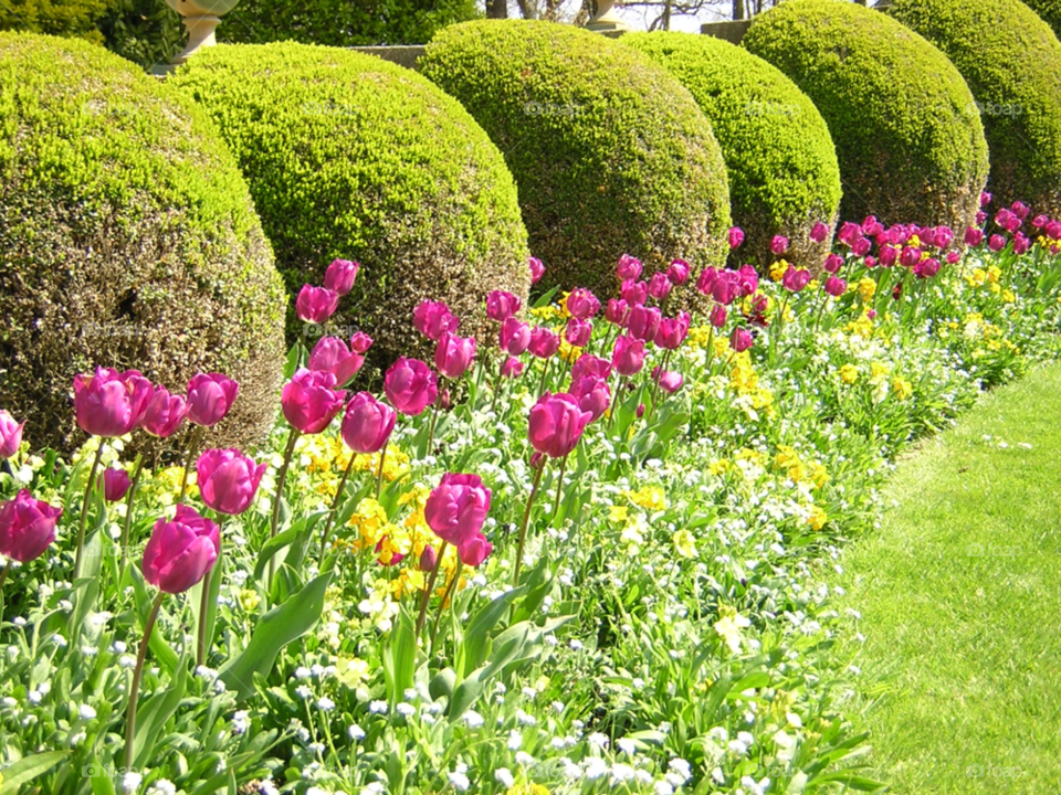 flowers garden park tulips by izabela.cib