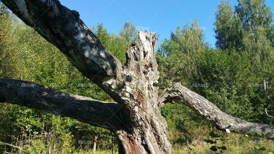 An old birch tree in russia