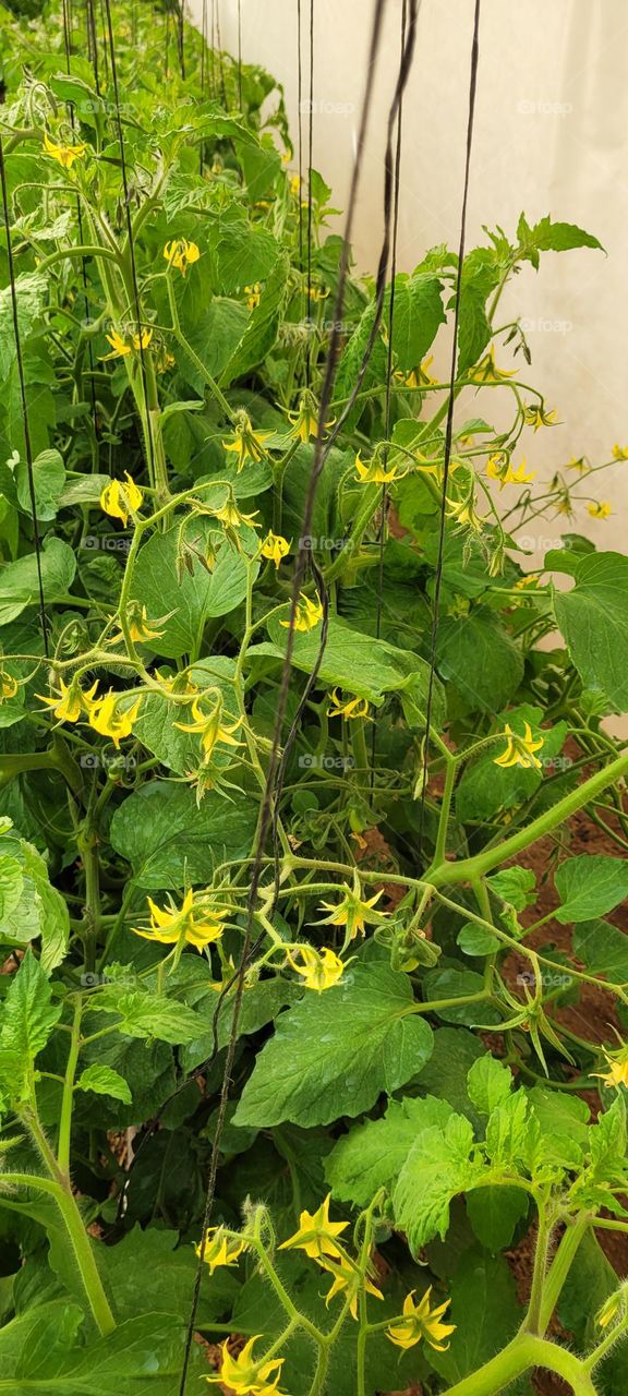 Imágenes de flores de tomate