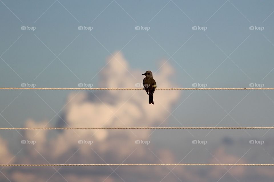 A solitary bird,  pássaro solitário. Não-Me-Toque,  RS,  Brasil.