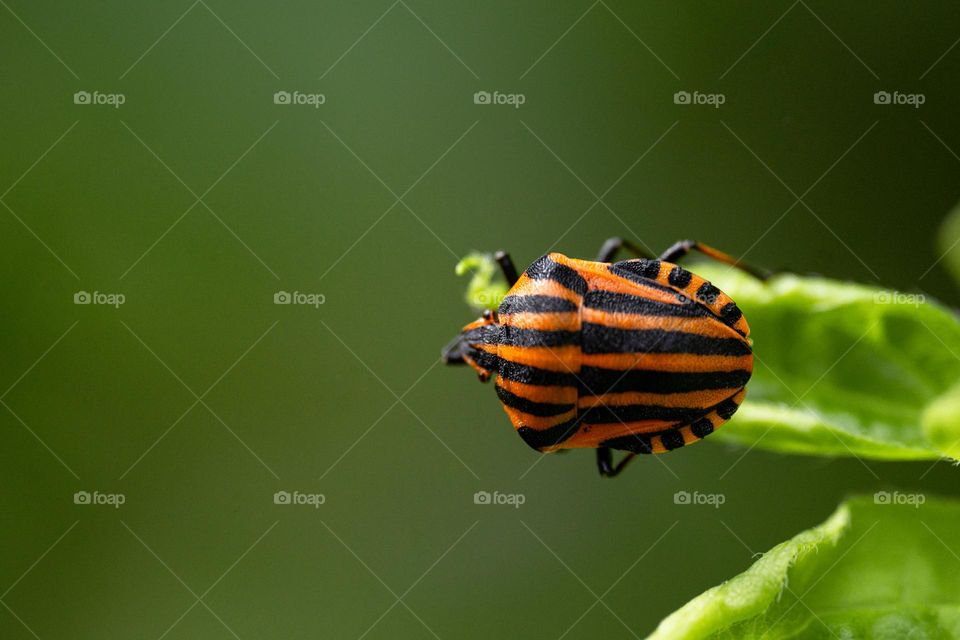 A striped beetle on a green leaf 
