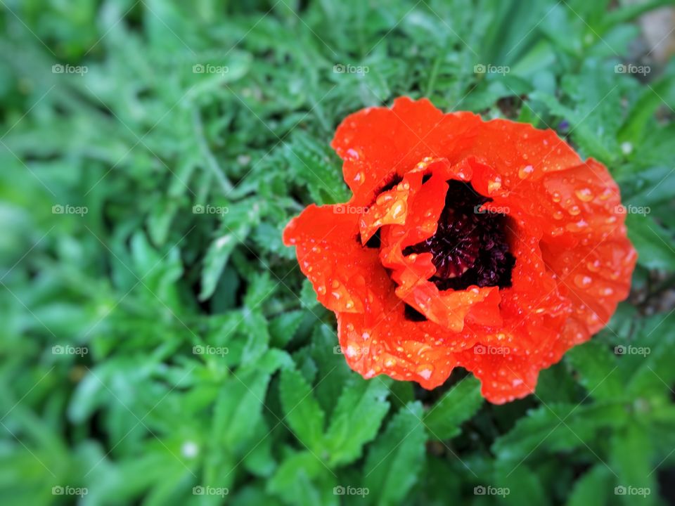 Rain in Hamburg.Poppy