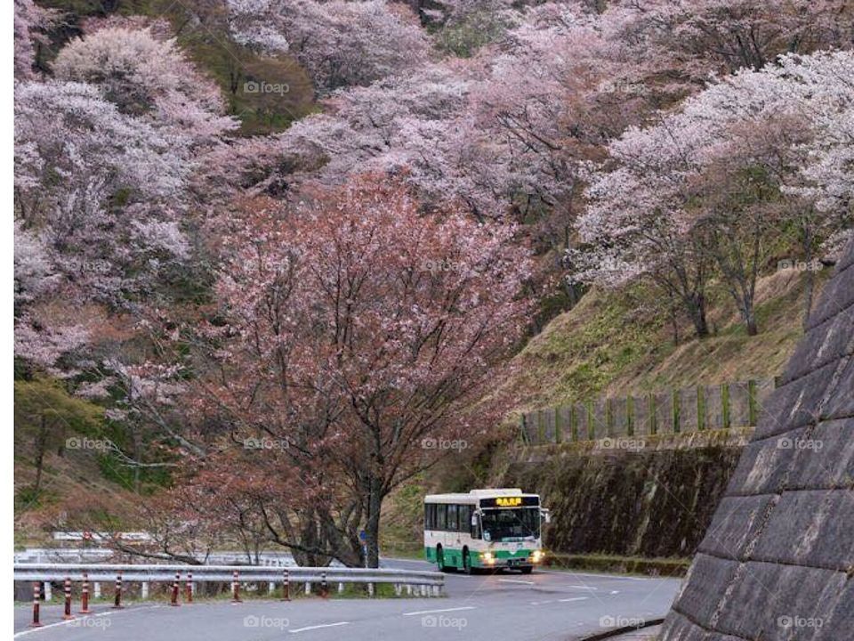 Awesome Nara prefecture of Japan. 