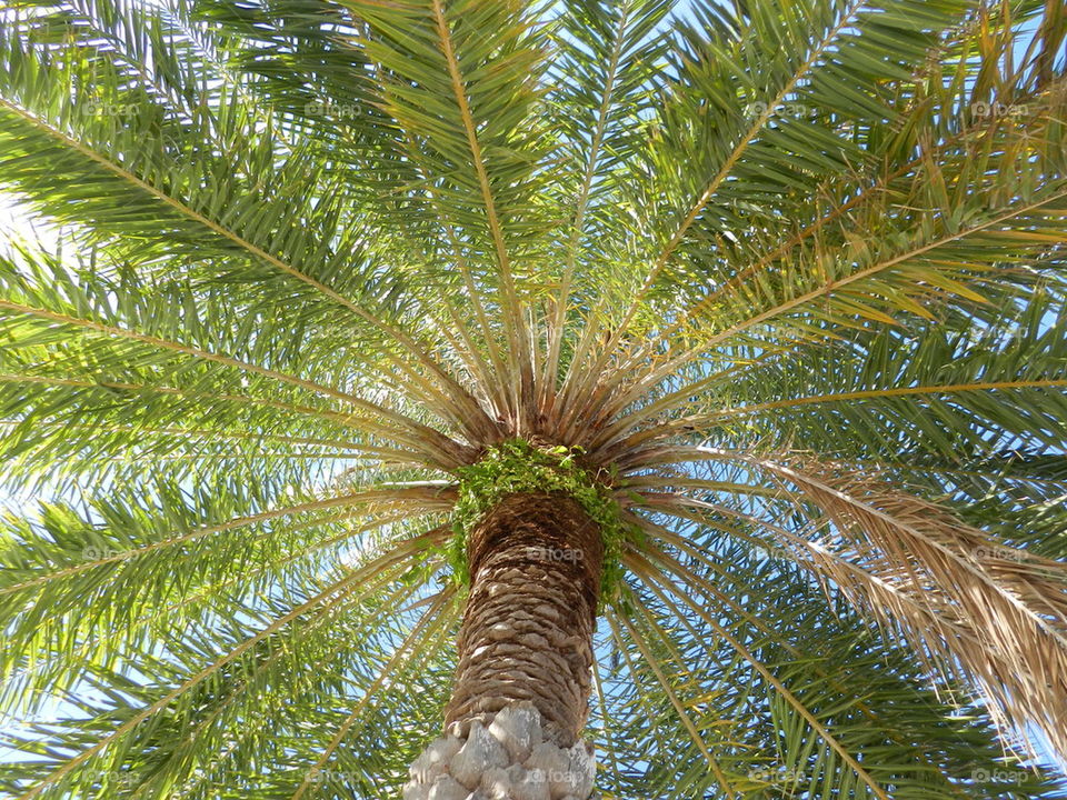 Florida palm trees