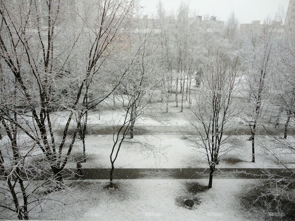 Winter, Tree, Snow, Frost, Wood