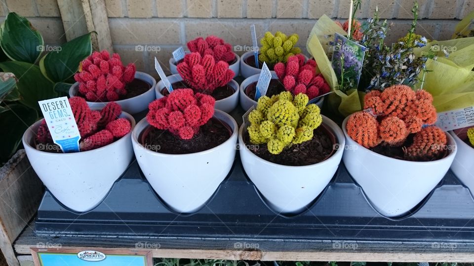 desert have colors now