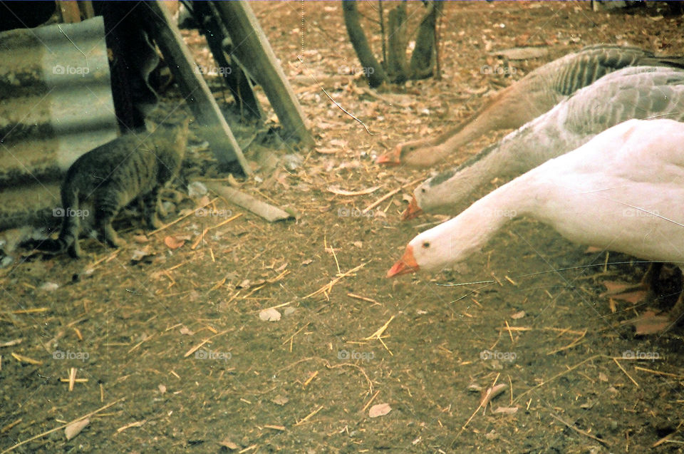 three geese and cat