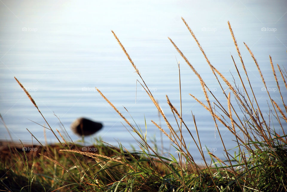 beach nature grass water by jbdc