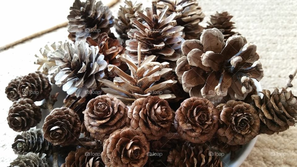 bleached ,pinecones, pinecone, autumn, autumnal, seasonal, English, October, November, September, bleach, bleaching, crafted, crafting, craft, crafts, natural, decorating, decorative, Dec's
