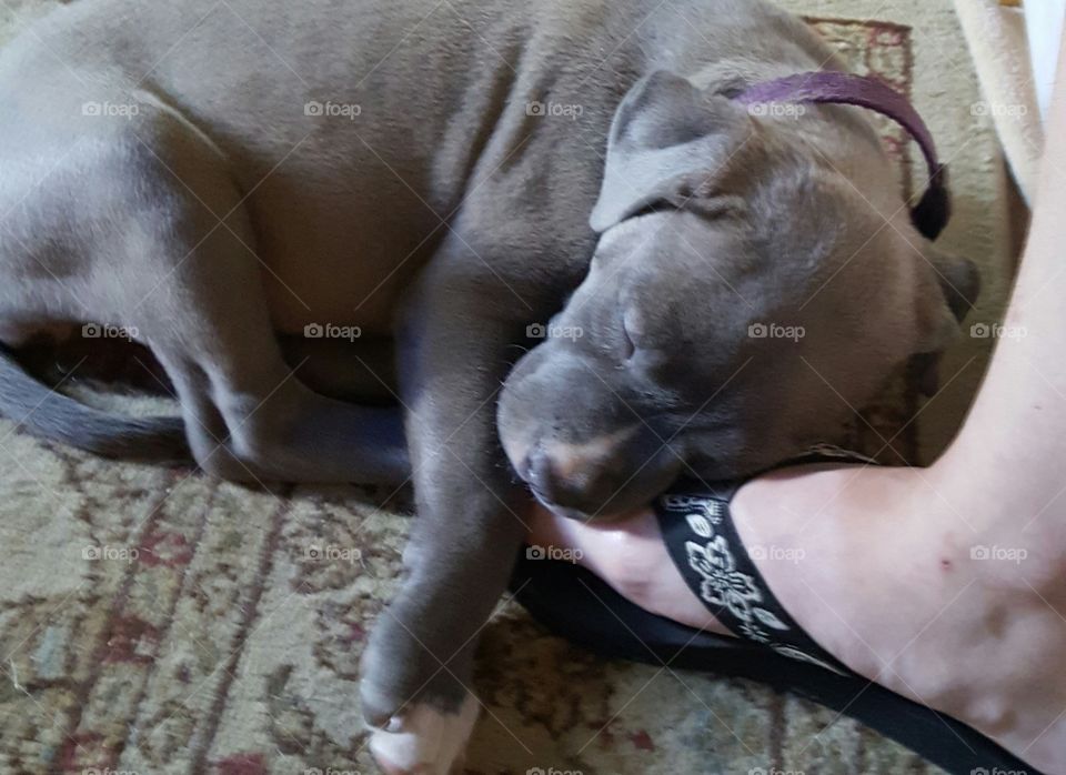 Baby puppy sleeping on mommies foot!